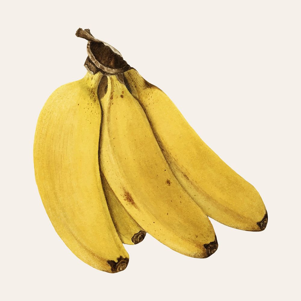 Vintage bananas illustration vector. Digitally enhanced illustration from U.S. Department of Agriculture Pomological…