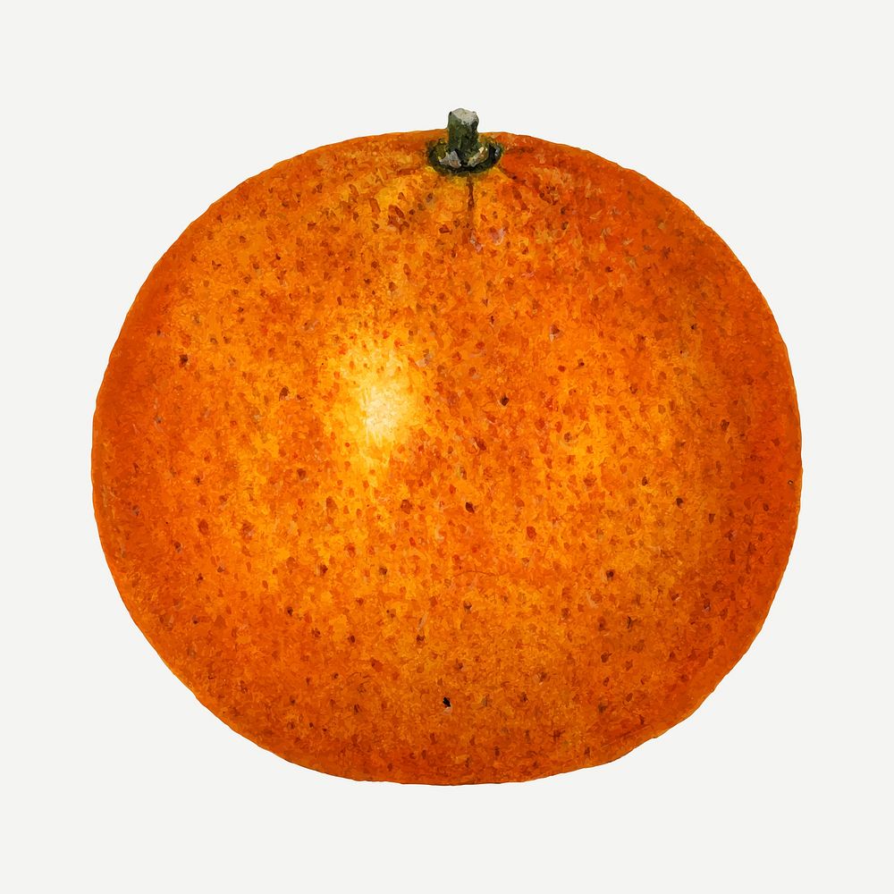 Vintage orange illustration vector. Digitally enhanced illustration from U.S. Department of Agriculture Pomological…