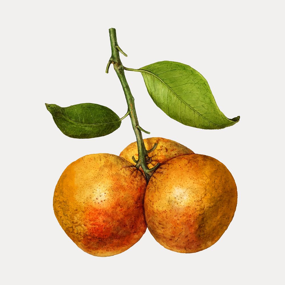 Vintage orange illustration vector. Digitally enhanced illustration from U.S. Department of Agriculture Pomological…