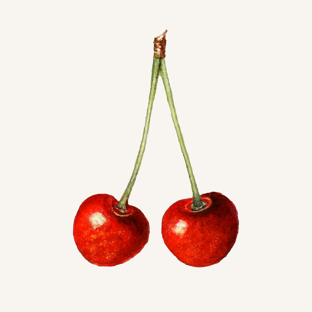 Vintage cherries illustration vector. Digitally enhanced illustration from U.S. Department of Agriculture Pomological…