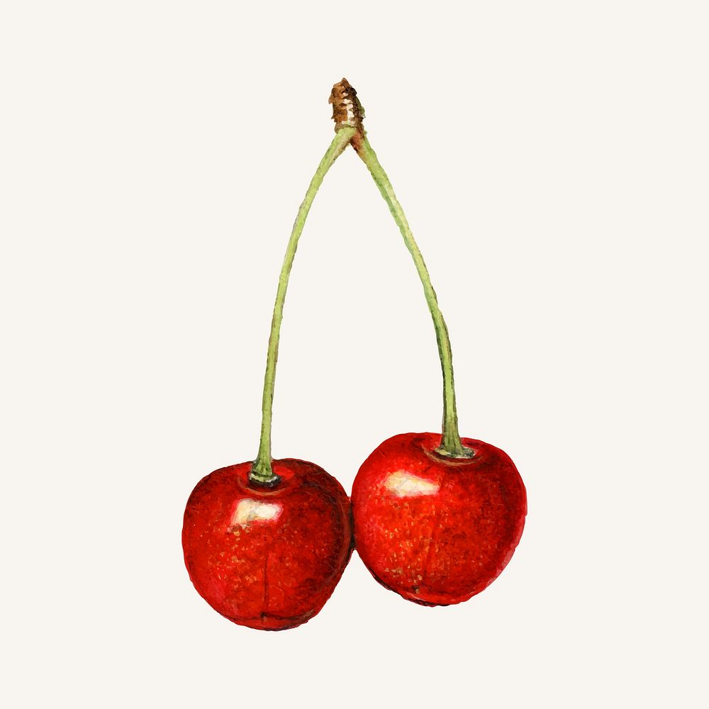 Vintage cherries illustration vector. Digitally enhanced illustration from U.S. Department of Agriculture Pomological…