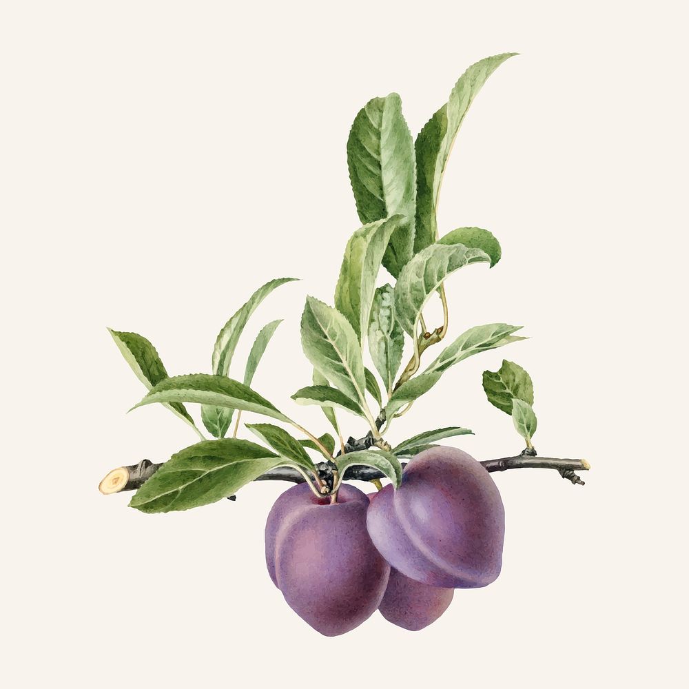 Vintage branch of plum illustration vector. Digitally enhanced illustration from U.S. Department of Agriculture Pomological…