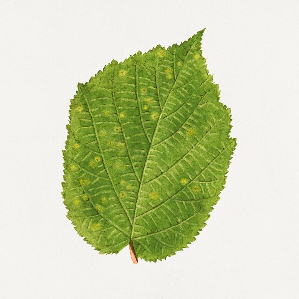 Vintage hazelnut leaf illustration mockup. Digitally enhanced illustration from U.S. Department of Agriculture Pomological…