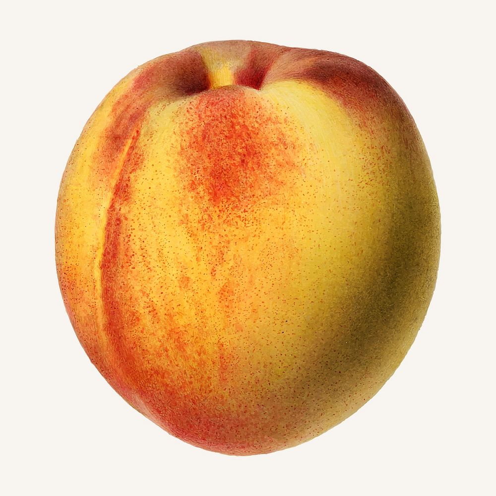 Vintage peach illustration vector. Digitally enhanced illustration from U.S. Department of Agriculture Pomological…