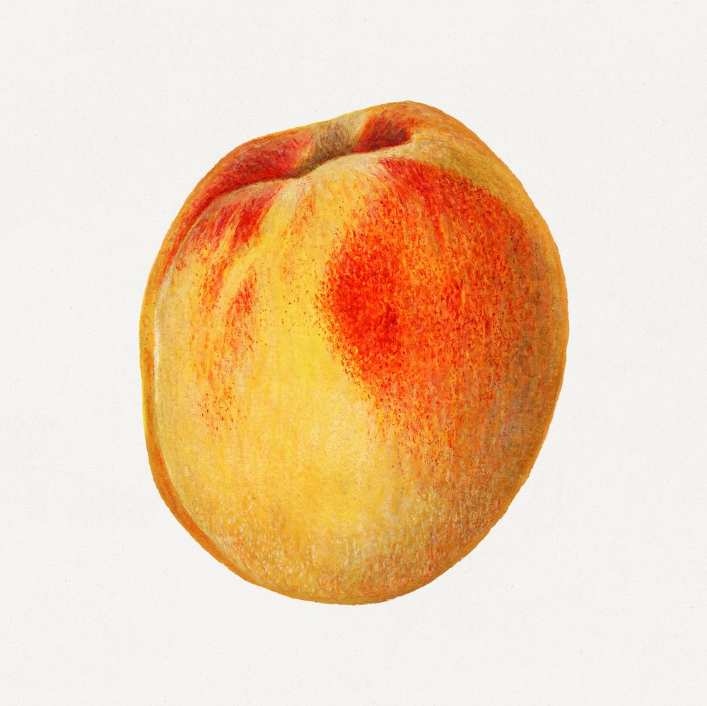 Vintage peaches illustration mockup. Digitally enhanced illustration from U.S. Department of Agriculture Pomological…
