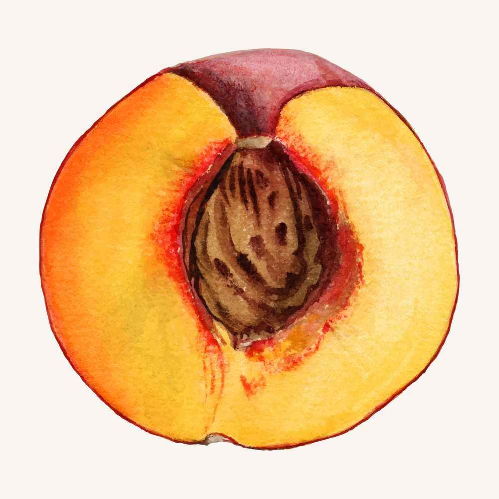 Vintage peach illustration vector. Digitally enhanced illustration from U.S. Department of Agriculture Pomological…