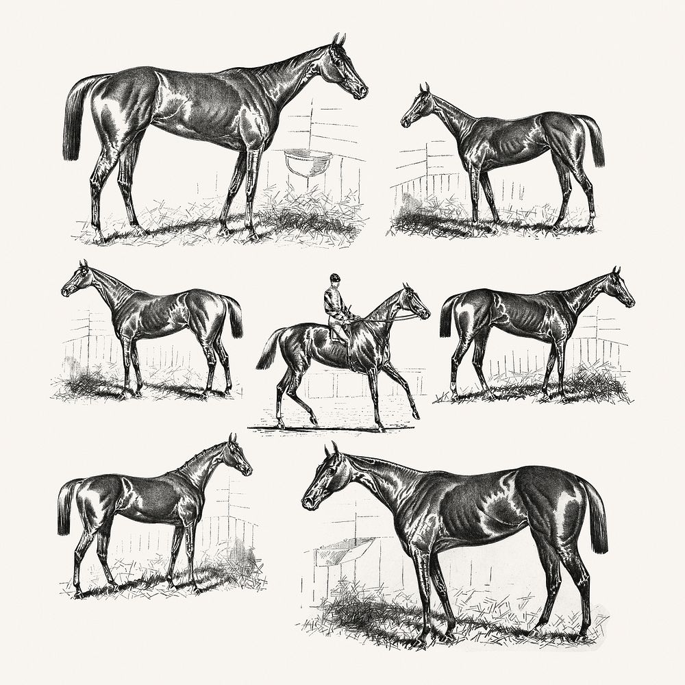 Set of vintage horses illustration