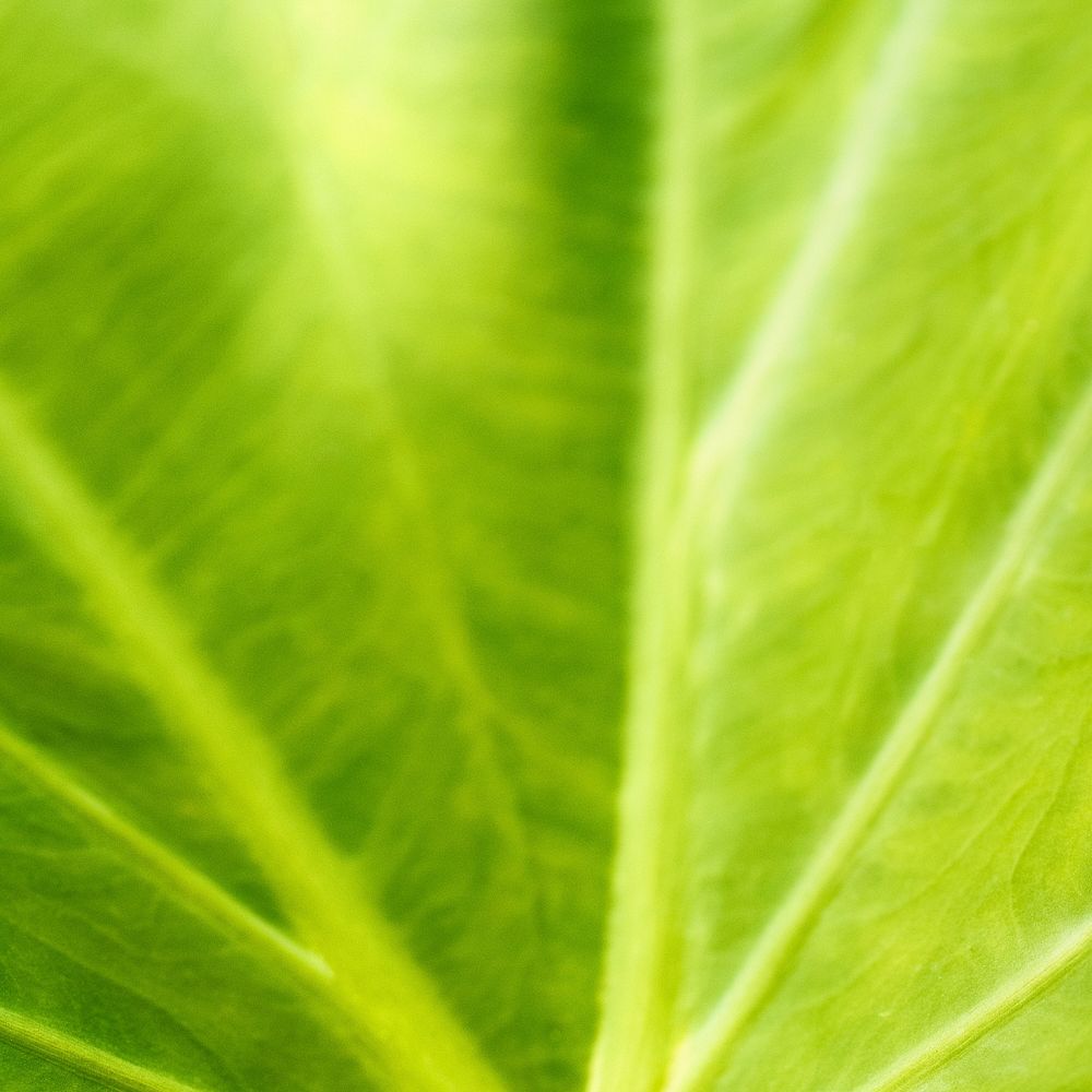 Foliage line art of ligh green Taro or elephant ear leaf macro photography