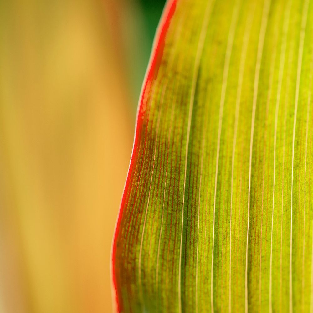 Beautiful light green and pink Ti or Cordyline leaves macro photography