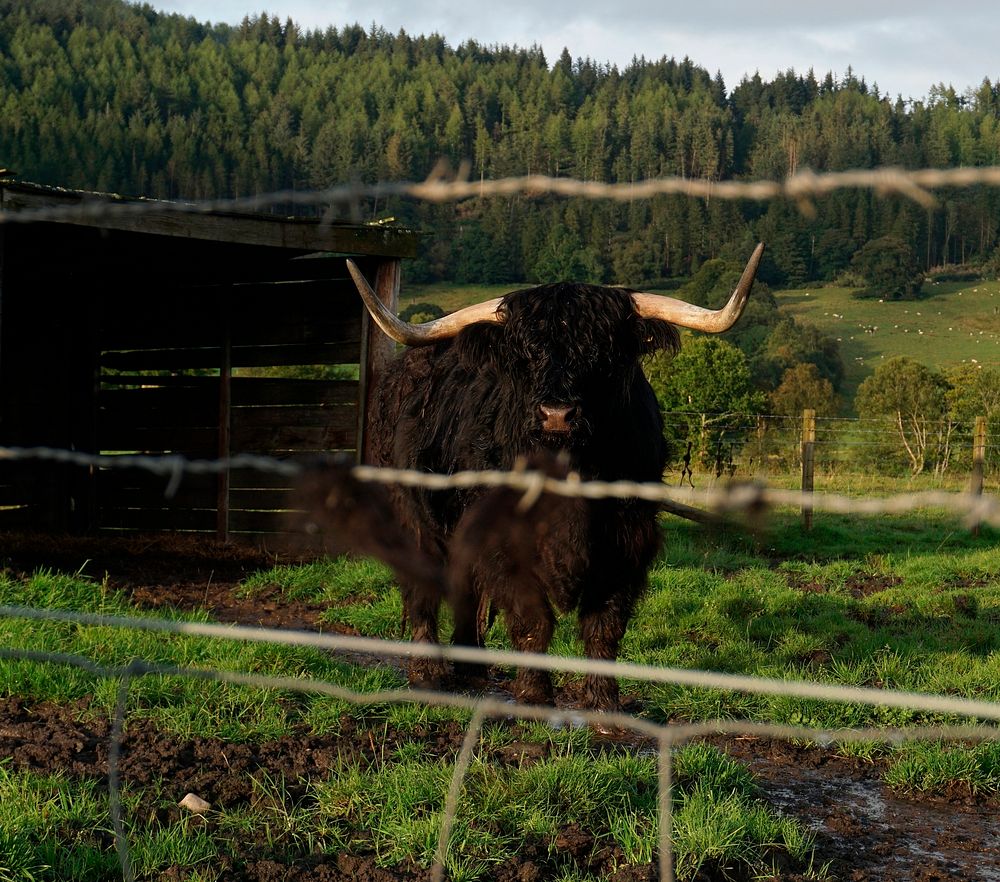 Highland cattle in a farm at Highlands, Scotland