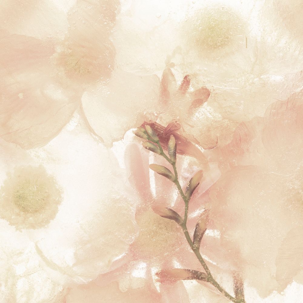 Beige anemone flower background