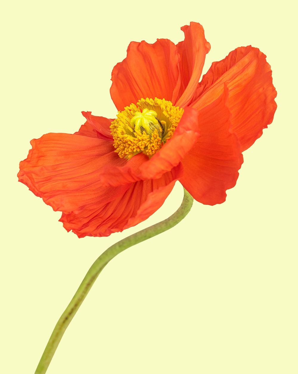 Close up of red poppy flower on yellow background mockup