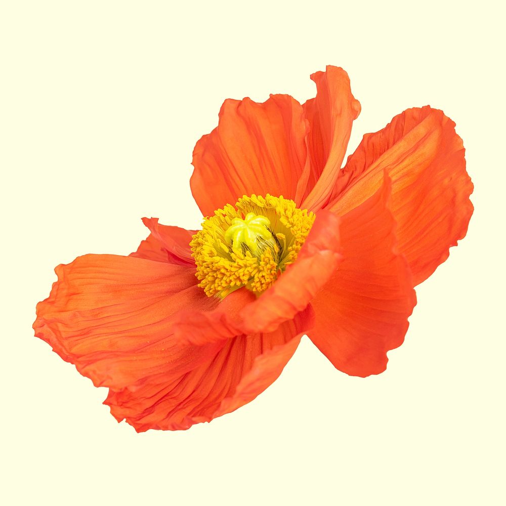 Close up of red poppy flower on yellow background mockup