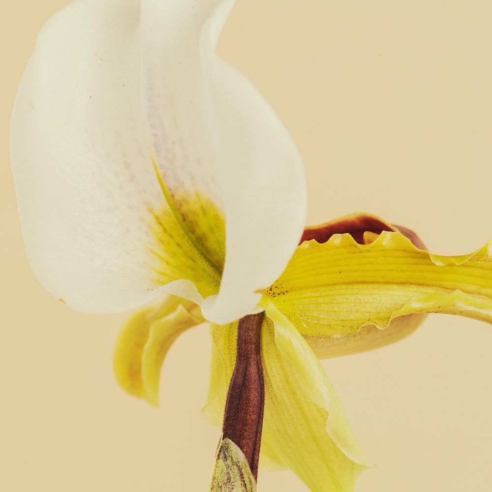 Close up of white Cymbidium Orchid sicial ads