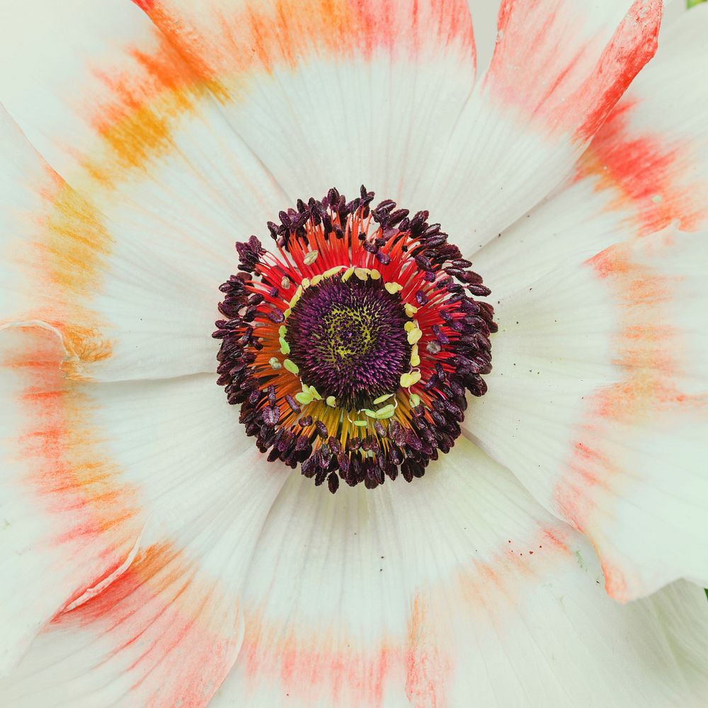 Blooming anemone flower 