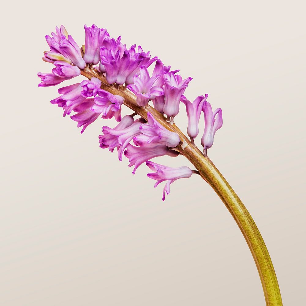 Fresh purple hyacinth flower isolated on background