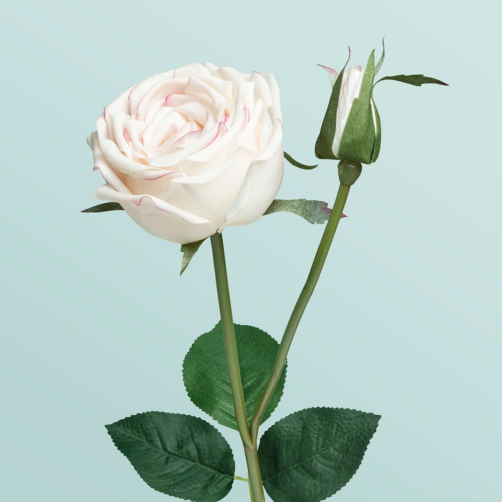 Blooming white rose flower on a green background