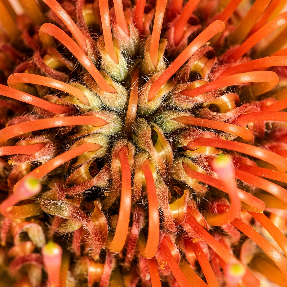 Orange pincushion protea macro photography 