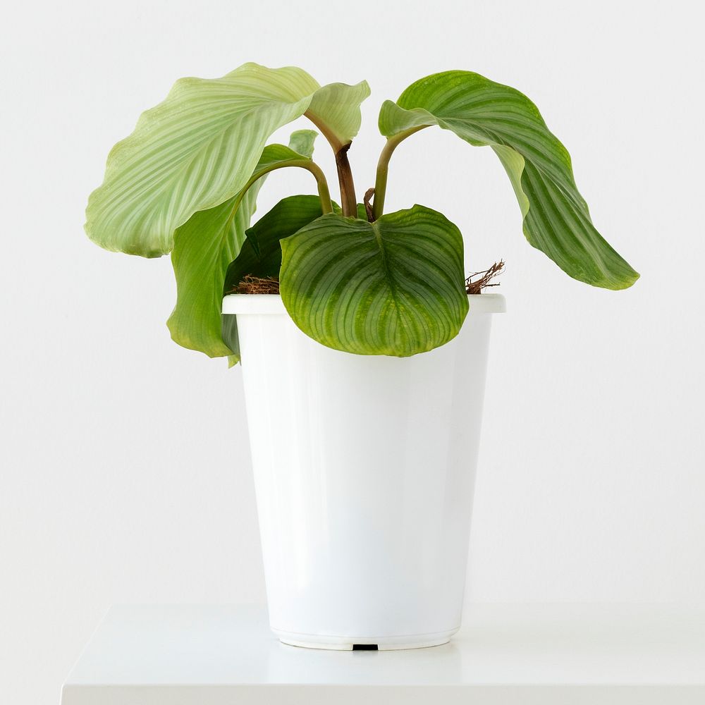 Calathea plant in a white pot