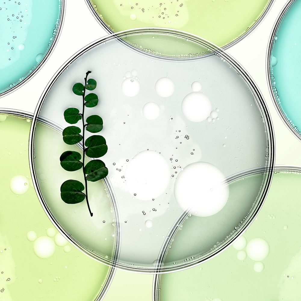 Science background, leaf in petri dish flat lay