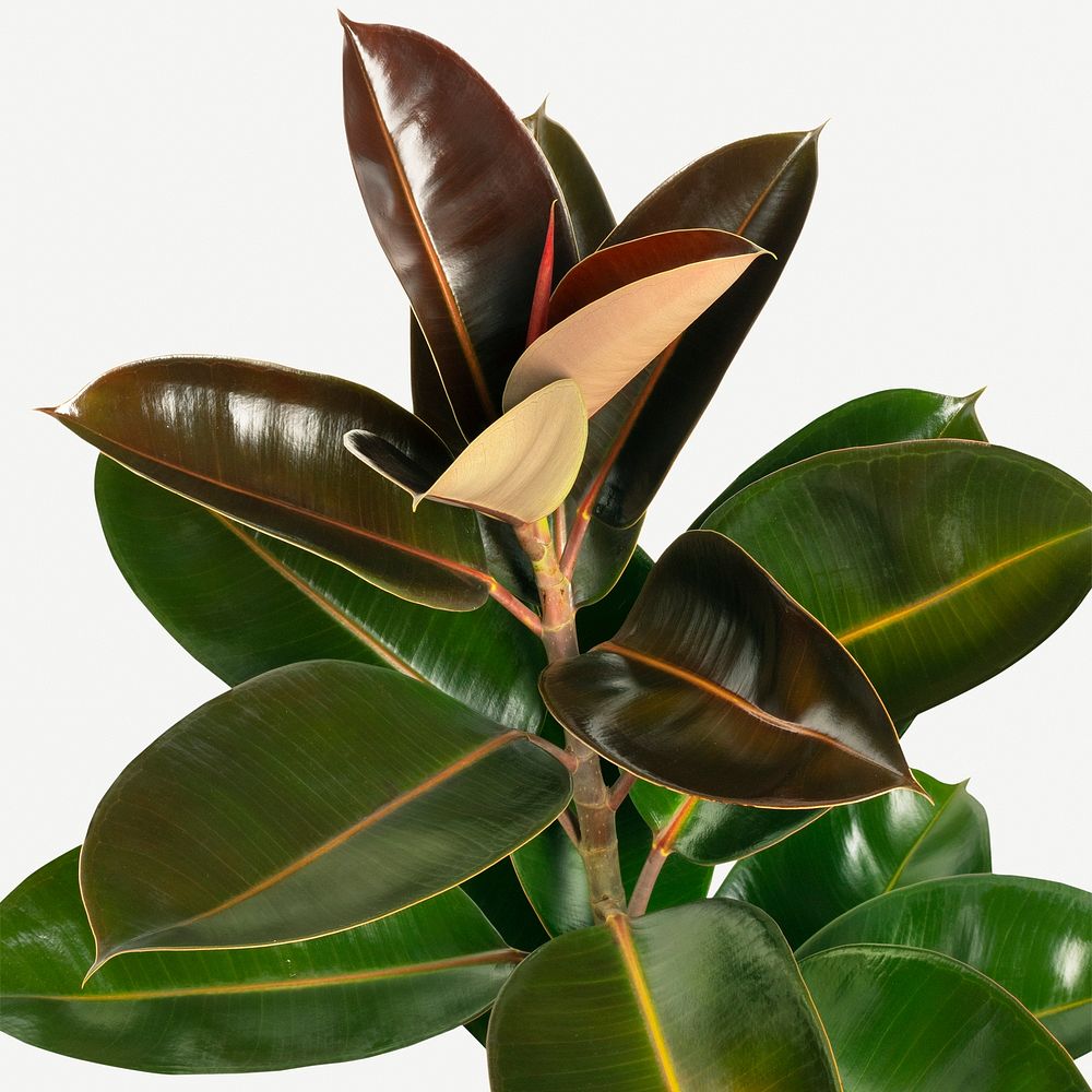 Closeup of natural Indian rubber plant mockup