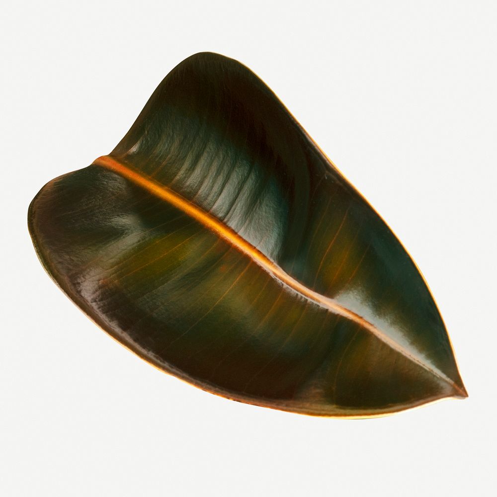 Close up of Indian rubber leaf mockup