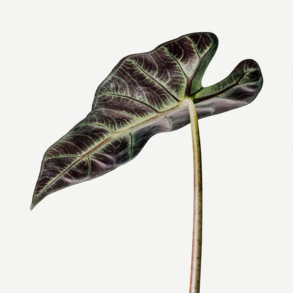 Tropical Alocasia leaf on white background