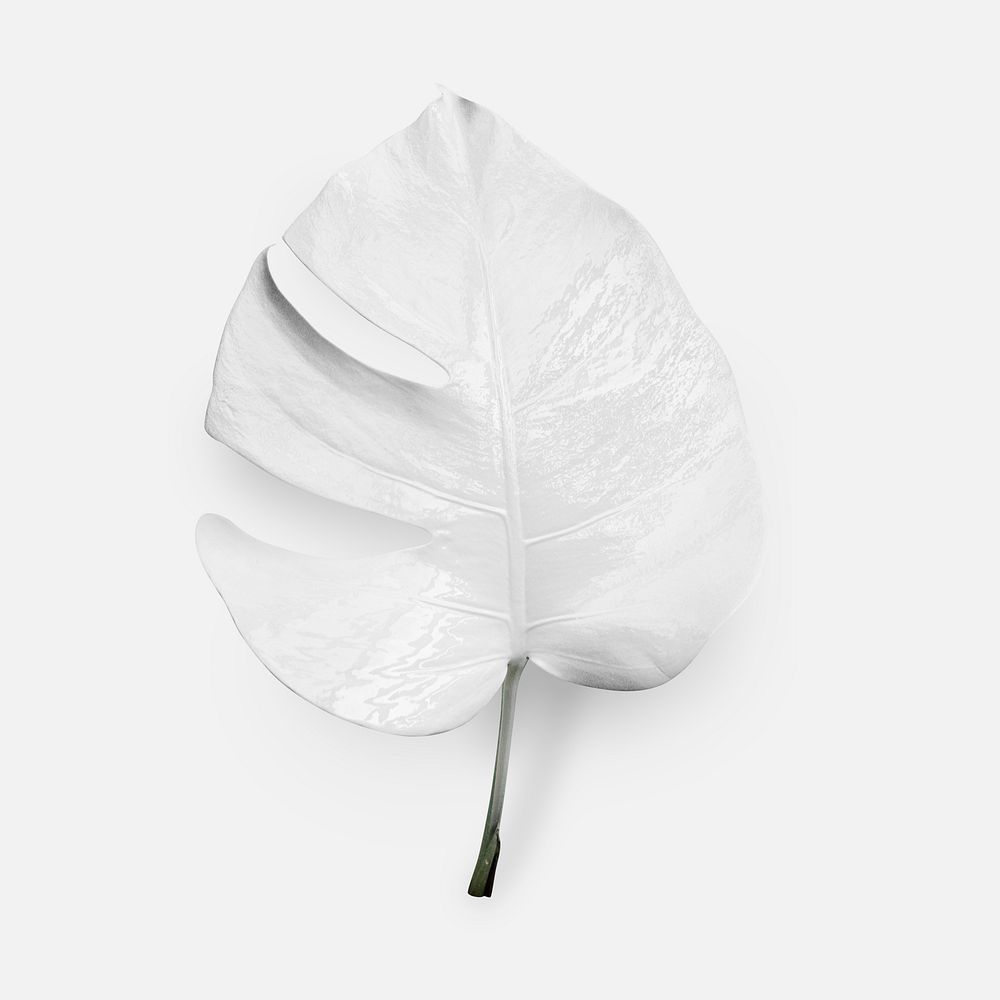 Monstera leaf painted in white on a white background