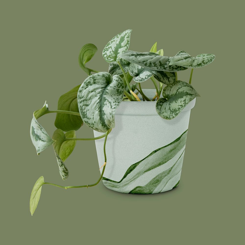 Pothos plant in a green painted pot