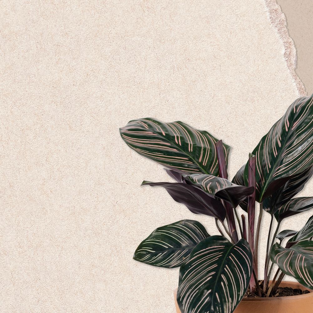 Philodendron plant background with ripped paper