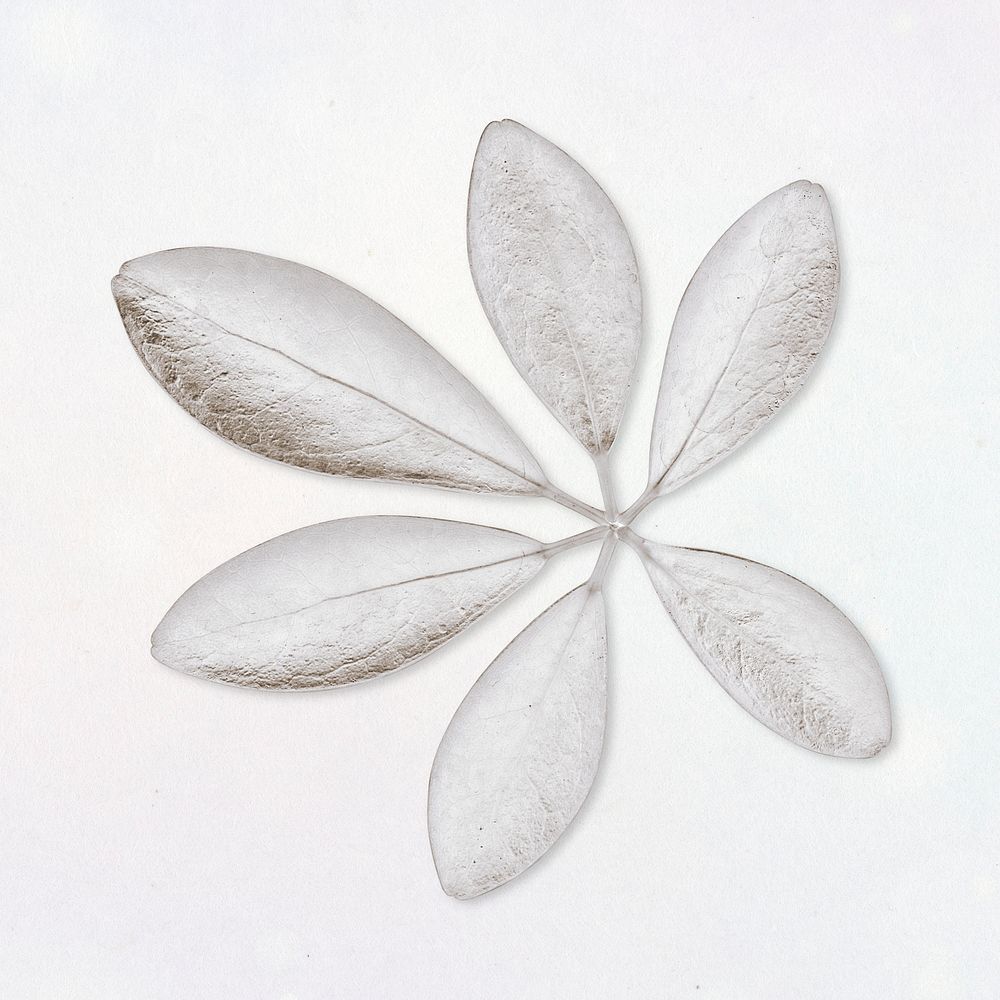 Schefflera Arboricola leaves painted in white