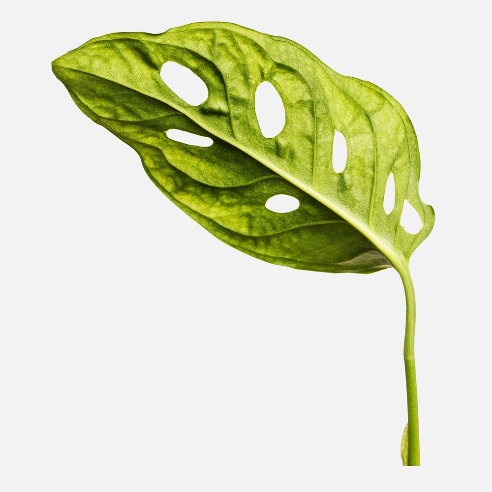 Monstera obliqua leaf on white background