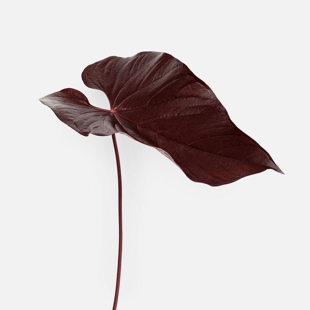 Tropical Alocasia leaf painted in a dark brown color