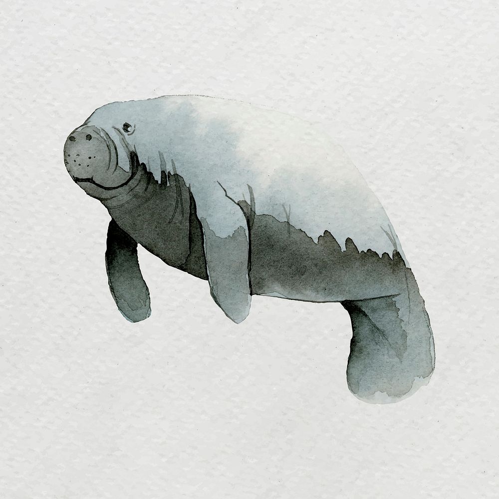 Watercolor painted dugong on white canvas vector