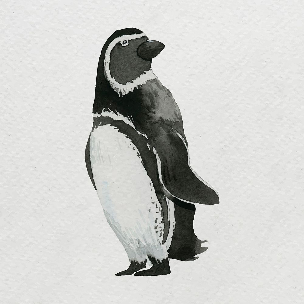 Watercolor painted penguin on white canvas vector