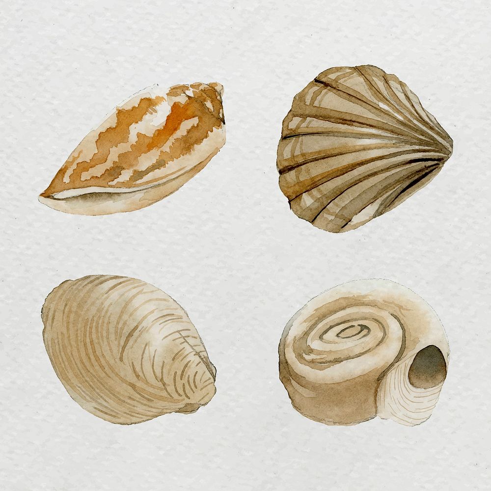 Clams in watercolor set vector