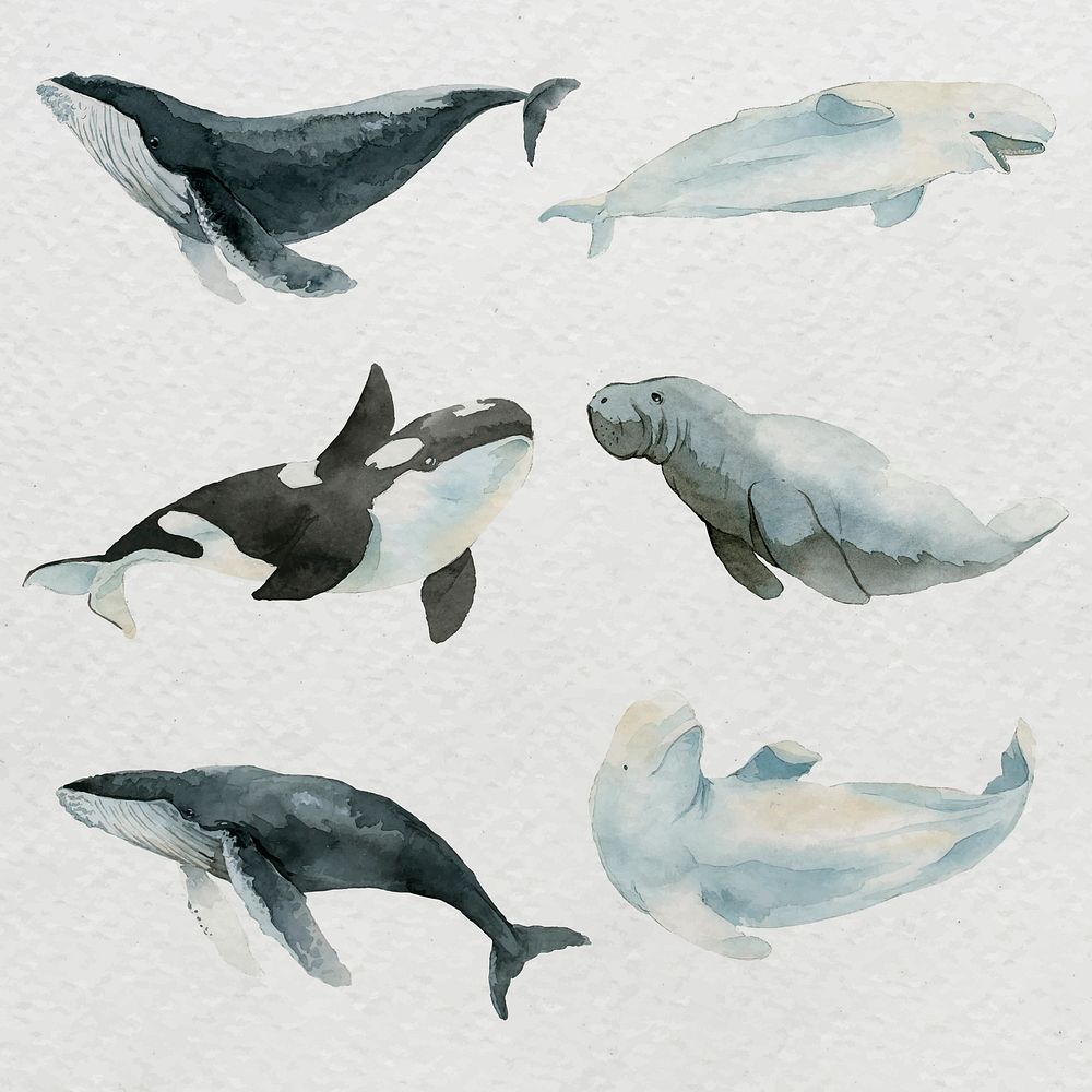 Sea mammals in watercolor set vector