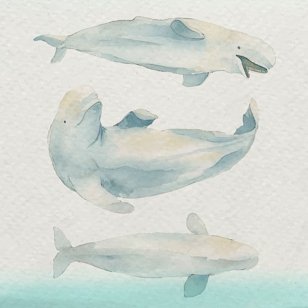 Watercolor painted beluga whale in watercolor banner vector