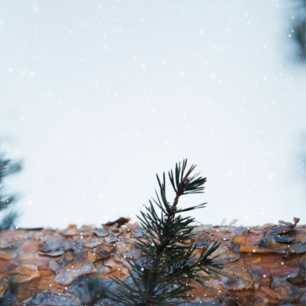 Pine branches in a snowy day background