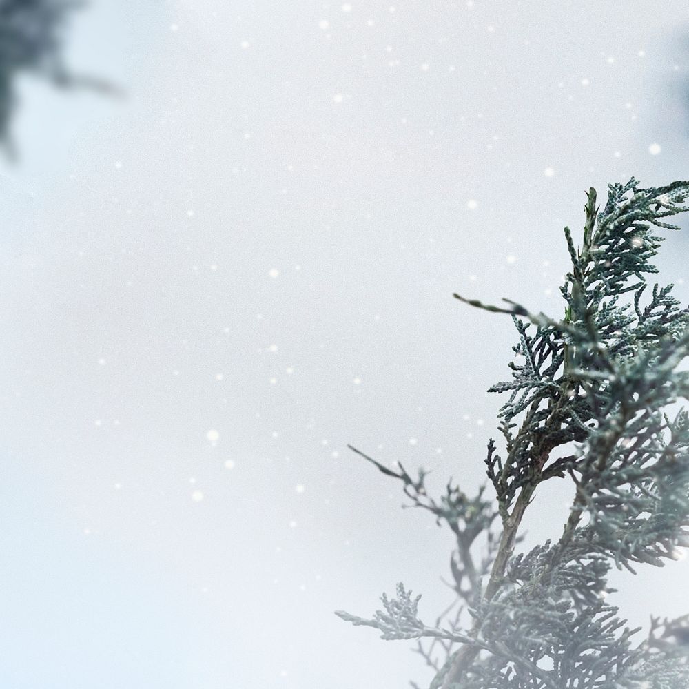 Pine branches in a snowy day background