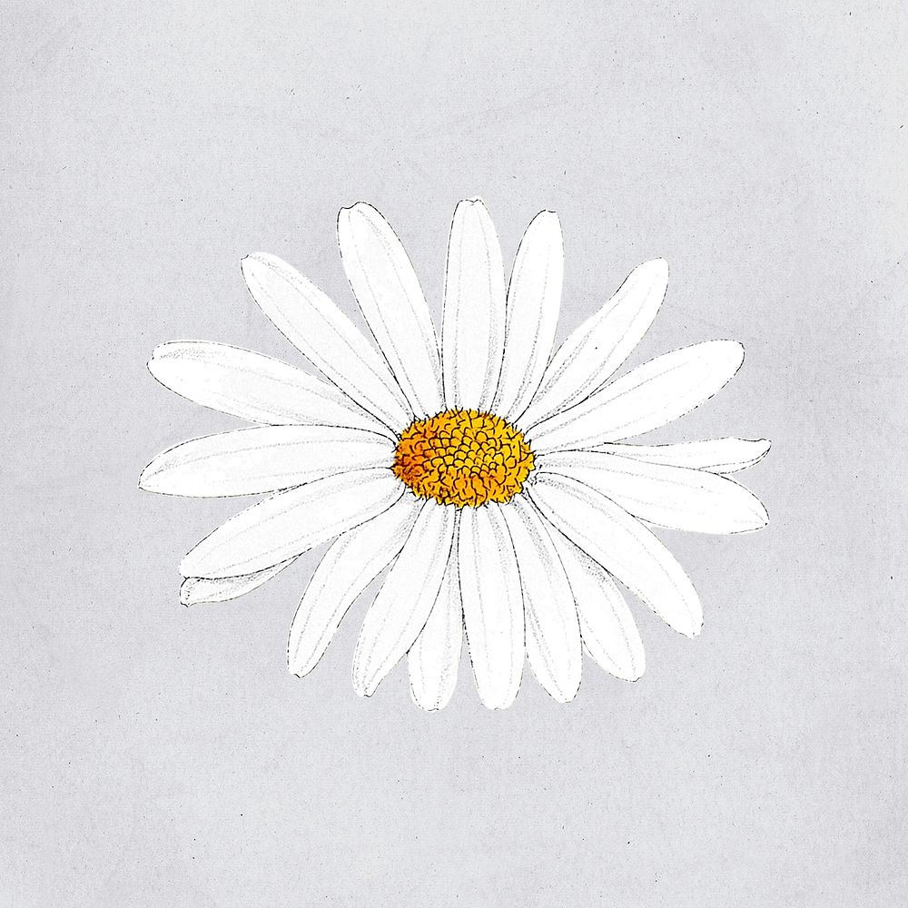 Hand drawn white flower