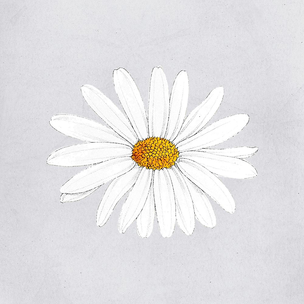 Hand drawn white flower mockup