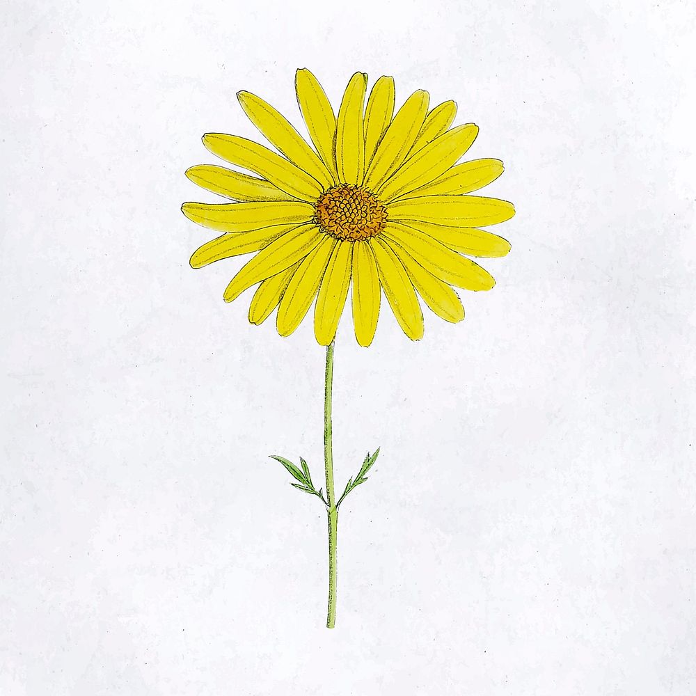 Hand drawn yellow flower vector