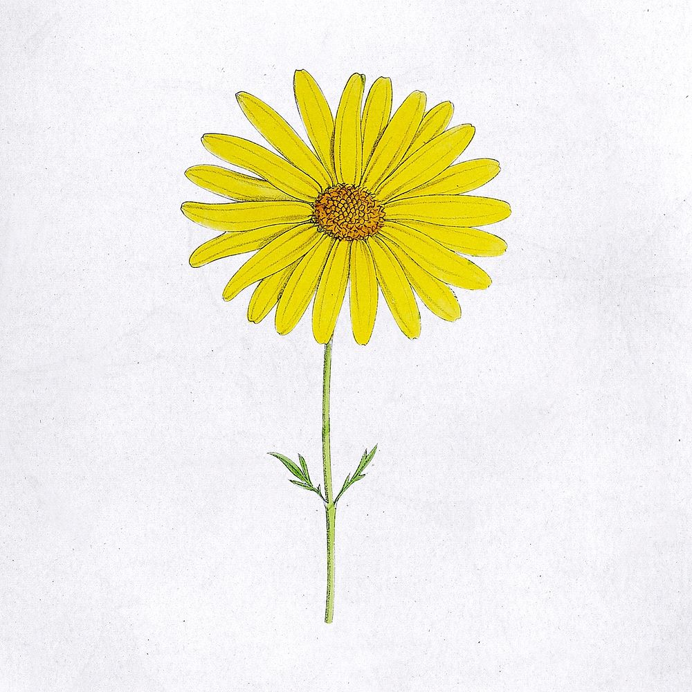 Hand drawn yellow flower mockup