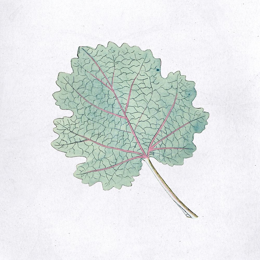 Hand drawn green leaf