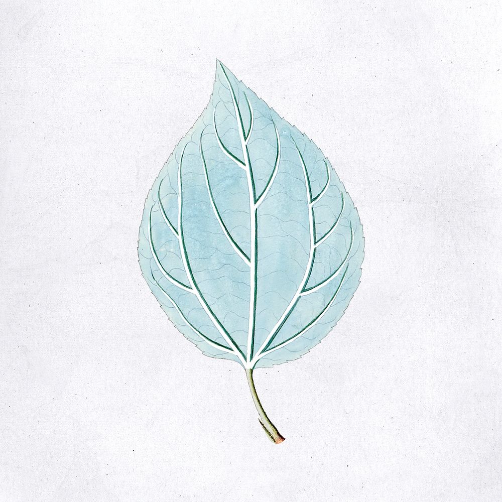 Hand drawn light blue leaf