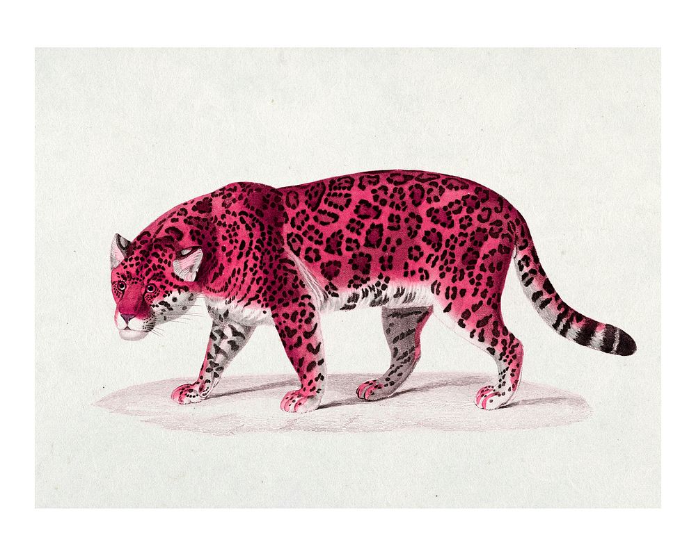 Pink jaguar vintage illustration wall art print and poster design remix from original artwork.