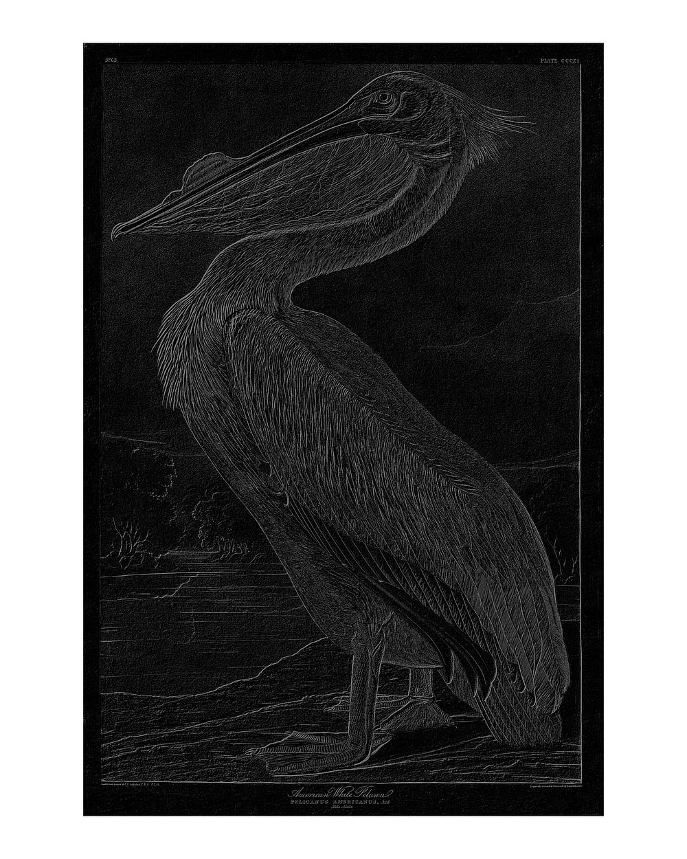 American white pelican vintage illustration wall art print and poster design remix from original arwork.