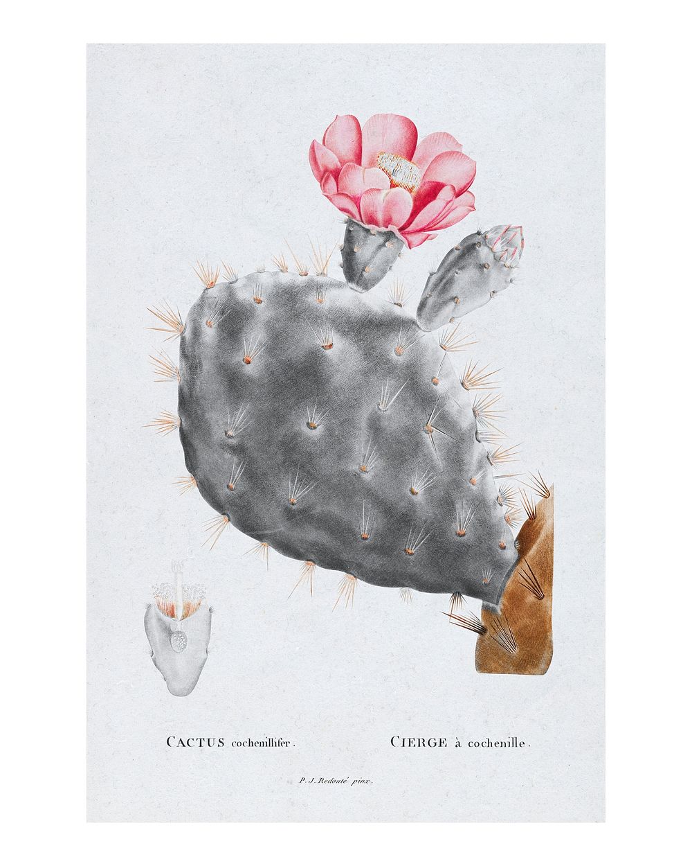 Gray prickly pear cactus vintage illustration, remix from original artwork.