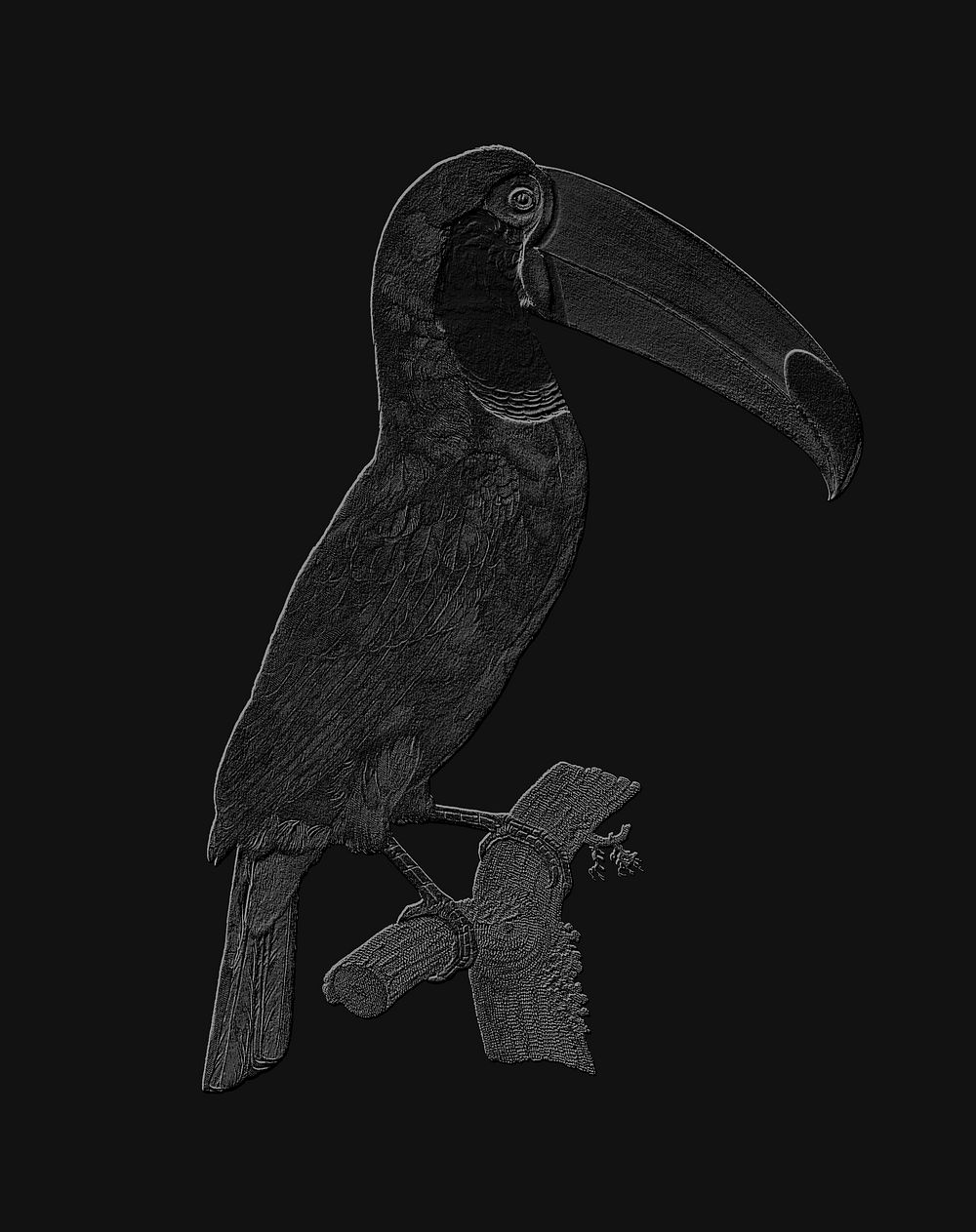 Embossed Toco toucan vintage illustration, remix from original artwork.